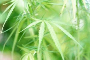 Cannabis, marijuana or marihuana leaf, cbd, thc used as drug, intoxicant, or alternative medicine. photo