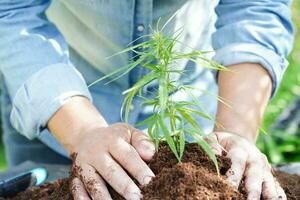 cannabis, marihuana o hoja de marihuana, cbd, que se utiliza como droga, intoxicante o medicina alternativa. foto