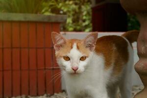 Turkish Van cat walking in the backyard garden photo