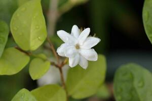 hermosa blanco flor aislado en el árbol foto