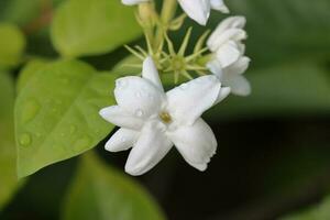 manojo de blanco flores en naturaleza. de cerca macro foto