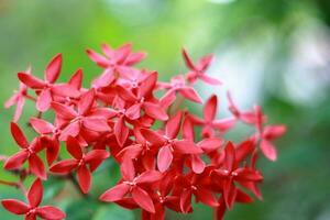 Beautiful red flowers on nature background photo