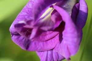 Beautiful blue flower closeup macro photo