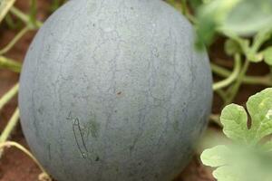 Natural watermelon growing on farmland, growing water-melon, cultivation of melon cultures. photo