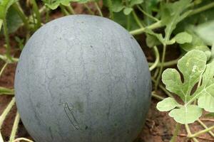 Natural watermelon growing on farmland, growing water-melon, cultivation of melon cultures. photo
