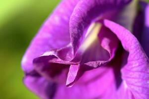 Beautiful blue flower closeup macro photo