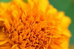 Amazing nature flower closeup macro photo.  Beautiful marygold flower isolated photo