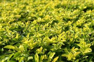 A field of green and yellow leaves on the park photo