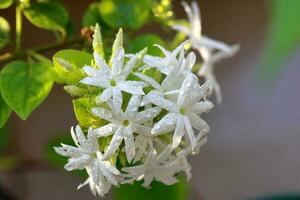 Bunch of white flowers in nature. Closeup macro photo