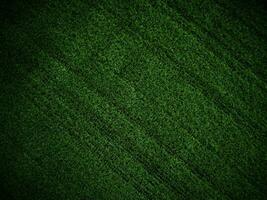 Green grass texture background grass garden concept used for making green background football pitch, Grass Golf, green lawn pattern textured background... photo