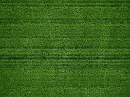 Green grass texture background grass garden concept used for making green background football pitch, Grass Golf, green lawn pattern textured background... photo