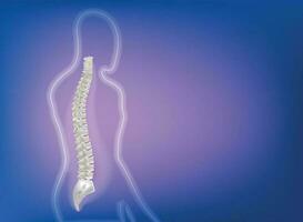 Human spine anatomy Clinic Institute chiropractor vector