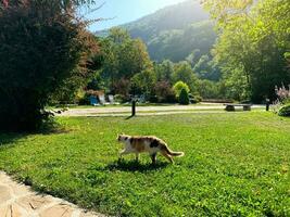 The cat walks in the mountain resort. Forests and mountains, beautiful nature in the early sunny morning. Rest and relaxation. Place for rehabilitation and treatment. Beautiful landscape. photo