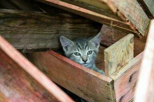 gatito se esconde en amontonado de madera cajas abrigo y seguridad. Vagabundo Doméstico gato. exploración de el ambiente. valor y curiosidad. vida de un gato en un granja. foto