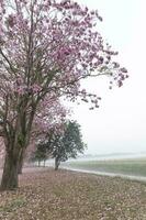 The Pink Chompoo Panthip is blooming in the park. photo