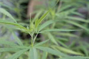 Green marijuana plant abstract pattern on medical, biology photo