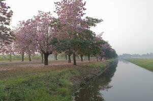 Pink trees in the park, nature background photo