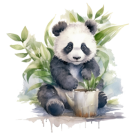 Watercolor little panda isolated on transparent background. png