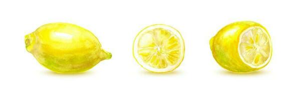 Set of Watercolor half and whole lemons isolated on white background. Vector realistic illustration of fruit.