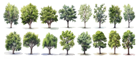 A Collection of Transparent Watercolor Trees. png