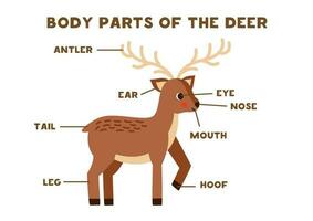 cuerpo partes de el linda ciervo. esquema para niños. vector