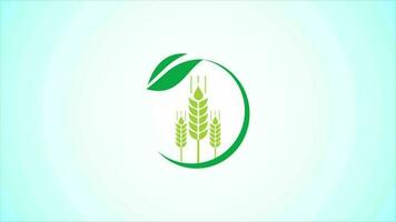 Wheat Icon and Logo. Agriculture Icon video animation