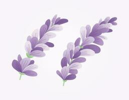 Set of two vector isolated branches of lavender or lilac with purple petals in flat style.