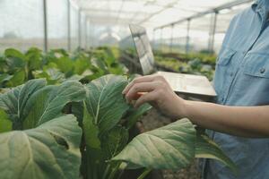 Asian woman farmer using digital tablet in vegetable garden at greenhouse, Business agriculture technology concept, quality smart farmer. photo