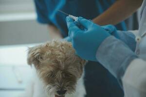 Vet examining dog and cat. Puppy and kitten at veterinarian doctor. Animal clinic. Pet check up and vaccination. Health care. photo