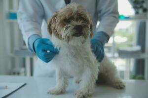 Vet examining dog and cat. Puppy and kitten at veterinarian doctor. Animal clinic. Pet check up and vaccination. Health care. photo