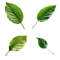 Top view tropical green leaves collection on transparent background. png