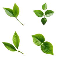 Top view tropical green leaves collection on transparent background. png