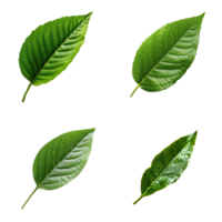 Top view tropical green leaves collection on transparent background. png