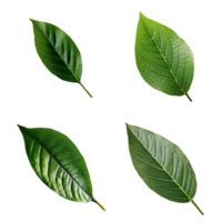 Top view tropical green leaves collection on transparent background. png