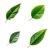 Top view tropical green leaves collection on transparent background. png
