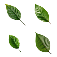 Top view tropical green leaves collection on transparent background. png