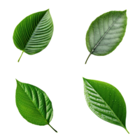 Top view tropical green leaves collection on transparent background. png