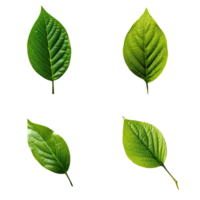 Top view tropical green leaves collection on transparent background. png