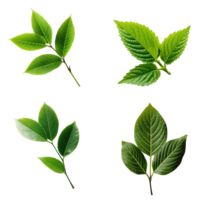 Top view tropical green leaves collection on transparent background. png