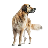 dog standing on a transparent background. png