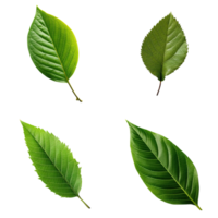 Top view tropical green leaves collection on transparent background. png