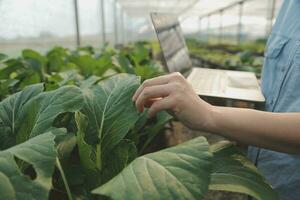 asiático mujer granjero utilizando digital tableta en vegetal jardín a invernadero, negocio agricultura tecnología concepto, calidad inteligente agricultor. foto