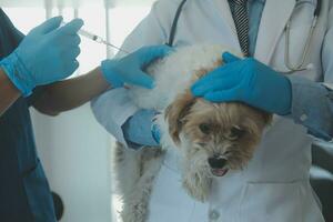 Vet examining dog and cat. Puppy and kitten at veterinarian doctor. Animal clinic. Pet check up and vaccination. Health care. photo