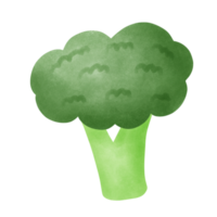 Watercolor broccoli. Hand drawn vegetable illustration png