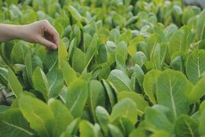 asiático mujer granjero utilizando digital tableta en vegetal jardín a invernadero, negocio agricultura tecnología concepto, calidad inteligente agricultor. foto