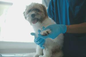 Vet examining dog and cat. Puppy and kitten at veterinarian doctor. Animal clinic. Pet check up and vaccination. Health care. photo