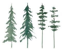 Pine and Fir Trees. Hand drawn watercolor set with illustrations of green Spruce on white isolated background. Drawing of forest plants. Silhouettes of evergreen woodland for clipart. Artistic bundle. vector