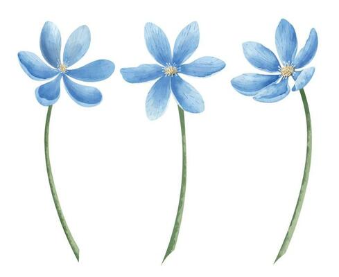 Set of blue Flowers. Hand drawn watercolor illustrations of forest plants liverworm on white isolated background. Botanical drawing of hepatica. Sketch for greeting cards or wedding invitations