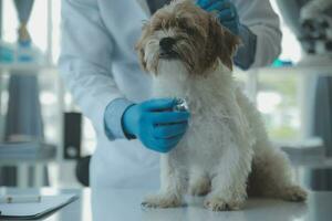 Vet examining dog and cat. Puppy and kitten at veterinarian doctor. Animal clinic. Pet check up and vaccination. Health care. photo