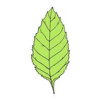 Vector illustration of ash leaf in cartoon style. Colorful isolated element for graphic design